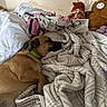 Georgia joined the competition — help win amazing prizes! dog, bed, blanket, plush_toy, stuffed_animal, brown_dog, green_collar, indoor, relaxed, sleeping, cozy, soft_texture, white_pillow, patterned_blanket, brown_plush, bull_plush, resting, comfort, animal, pet