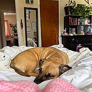 Georgia joined the competition — help win amazing prizes! dog, sleeping, bed, blanket, white_bedspread, pink_blanket, indoor, mirror, door, bookshelf, plants, furniture, room, cozy, resting, brown_dog, wooden_door, shelving_unit, curled_up, relaxed