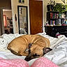 dog, sleeping, bed, blanket, white_bedspread, pink_blanket, indoor, mirror, door, bookshelf, plants, furniture, room, cozy, resting, brown_dog, wooden_door, shelving_unit, curled_up, relaxed