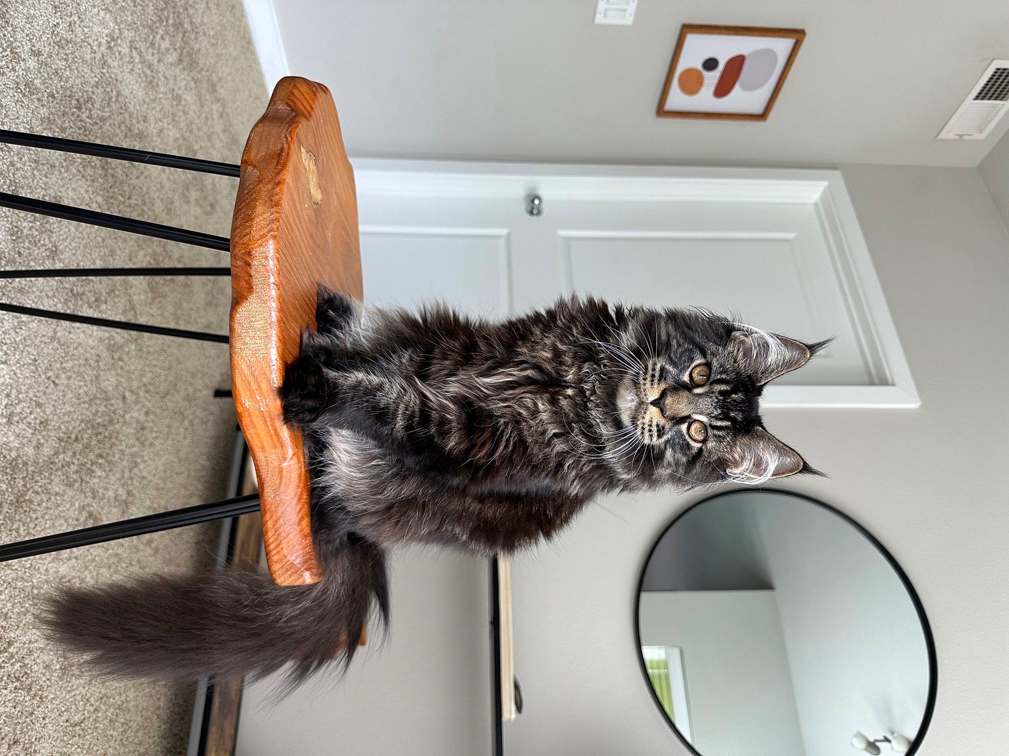 Bowser is registered to the contest to win money with this photo: carnivore, cat, chair, claw, comfort, domestic_short_haired_cat, felidae, flooring, fur, mammal, paw, room, shelf, small_to_medium_sized_cats, snout, tail, whiskers, window, wood