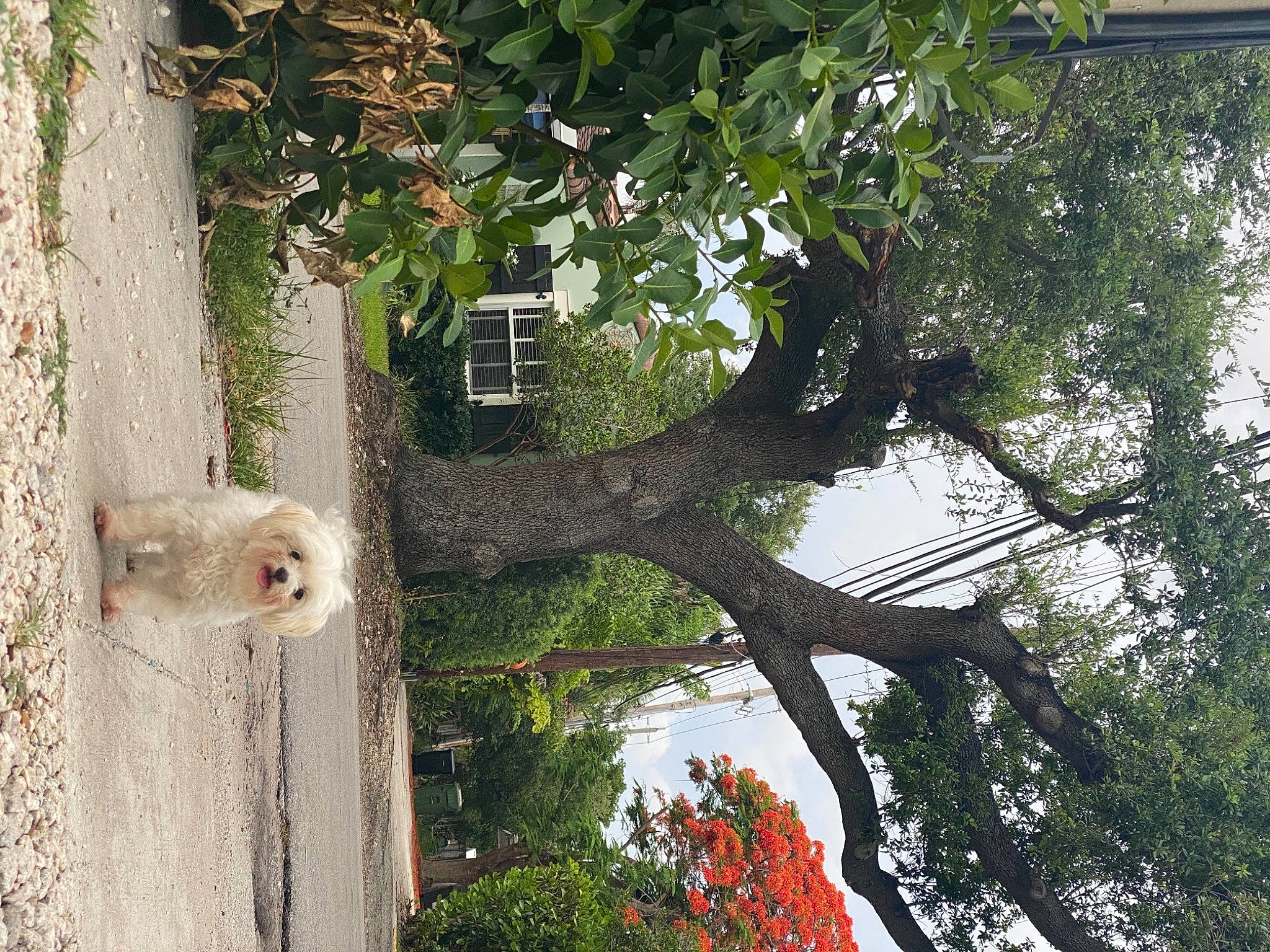 Fefe joined the competition — help win amazing prizes! branch, building, facade, grass, house, plant, plant_stem, shrub, sky, temperate_broadleaf_and_mixed_forest, terrestrial_animal, tints_and_shades, tree, trunk, twig, vegetation, window, wood