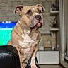 dog, brown_dog, pet, indoor, living_room, couch, leather_couch, furniture, floor, television, blurred_background, home, animal, canine, looking_away, standing, ears_up, alert, domestic, interior