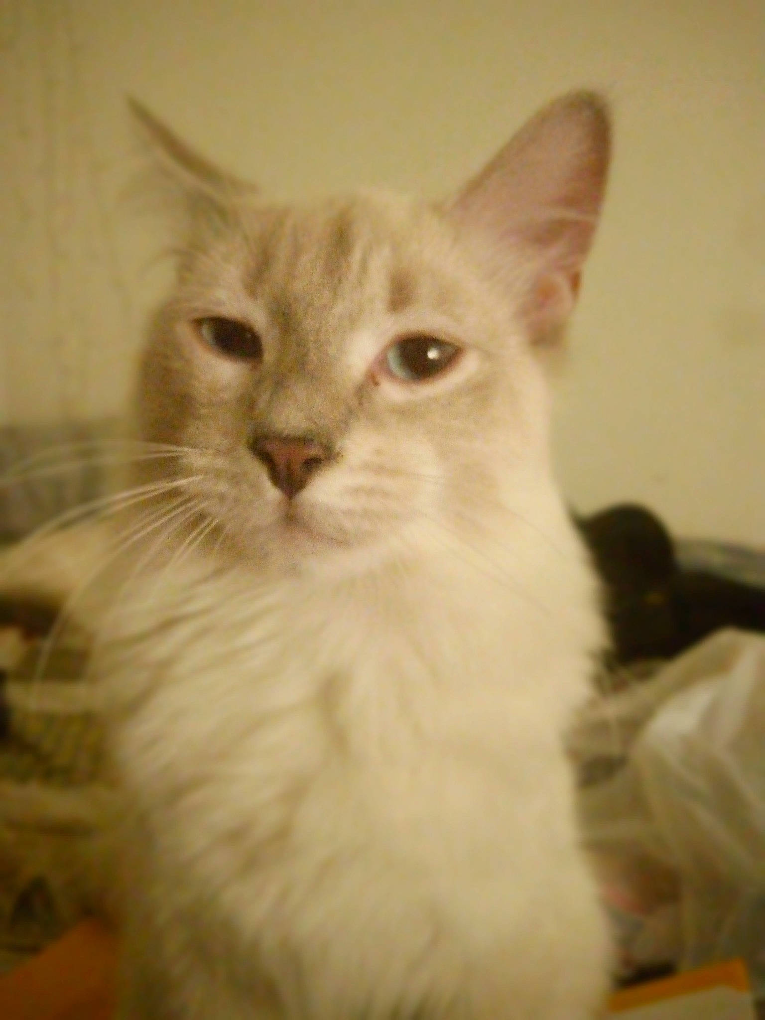 Fatso joined the competition — help win amazing prizes! carnivore, cat, domestic_short_haired_cat, ear, eye, fawn, felidae, fur, head, paw, small_to_medium_sized_cats, snout, terrestrial_animal, whiskers