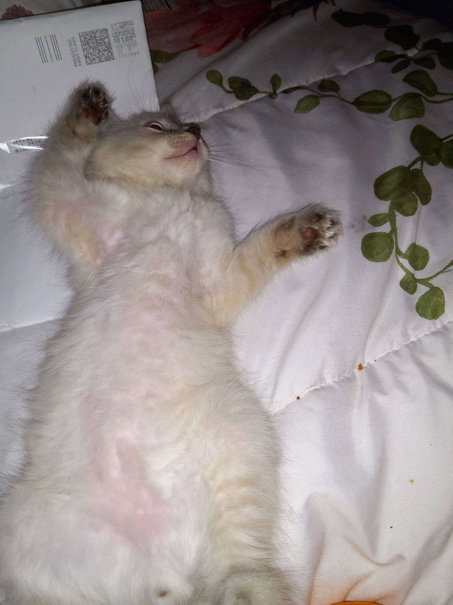 Fatso joined the competition — help win amazing prizes! canidae, carnivore, cat, claw, comfort, companion_dog, dog_breed, fawn, felidae, fur, linens, paw, ragdoll, small_to_medium_sized_cats, tail, terrestrial_animal, whiskers