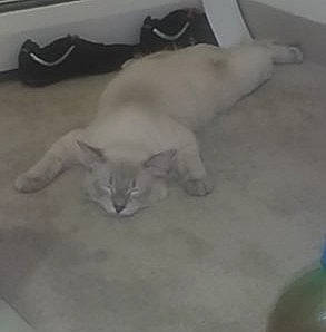 Fatso is registered to the contest to win money with this photo: canidae, carnivore, cat, comfort, companion_dog, dog_breed, domestic_short_haired_cat, felidae, flooring, fur, grey, hardwood, nap, paw, small_to_medium_sized_cats, tail, whiskers