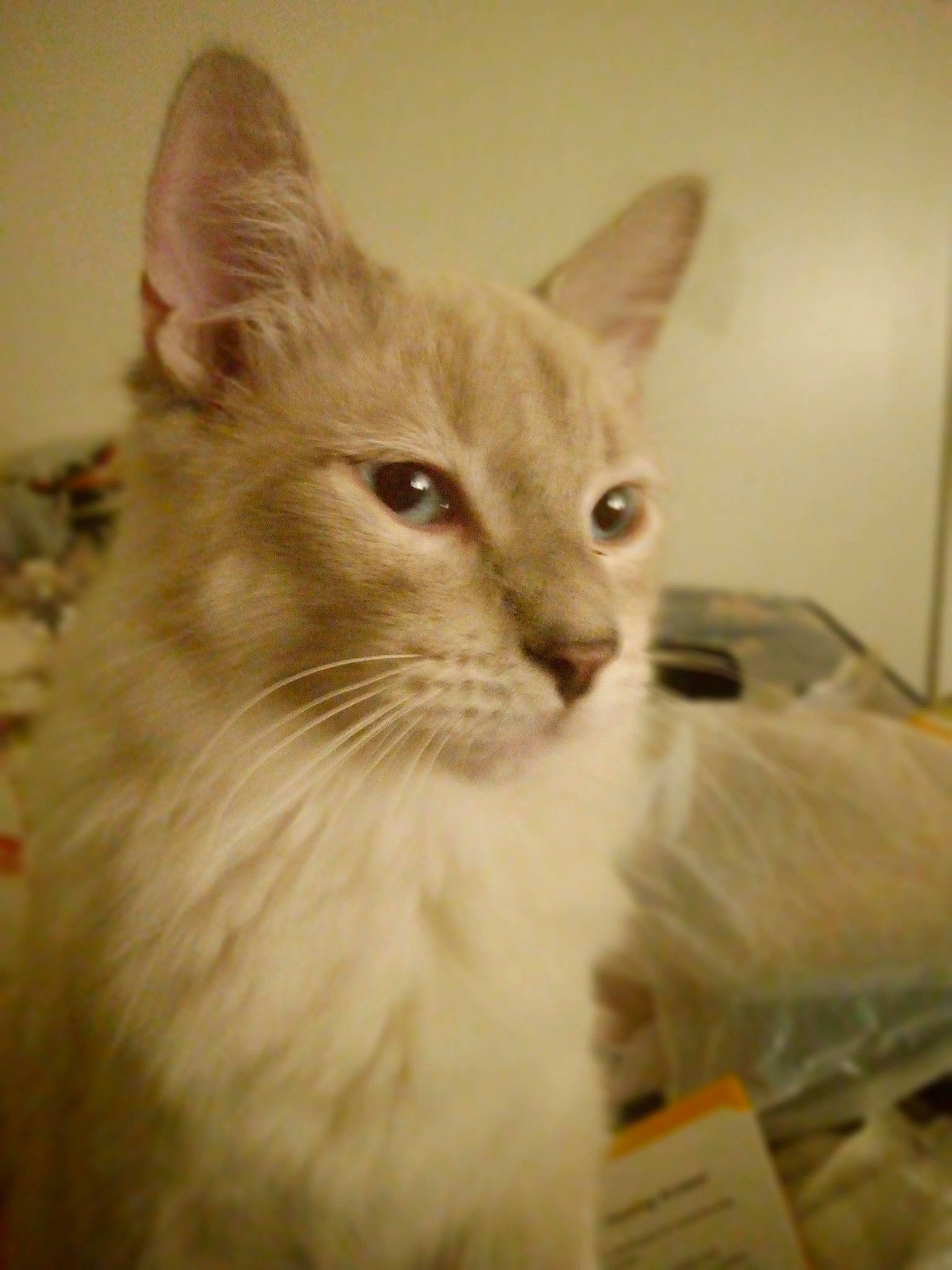 Fatso is registered to the contest to win money with this photo: carnivore, cat, domestic_short_haired_cat, fawn, felidae, fur, head, iris, small_to_medium_sized_cats, snout, terrestrial_animal, whiskers