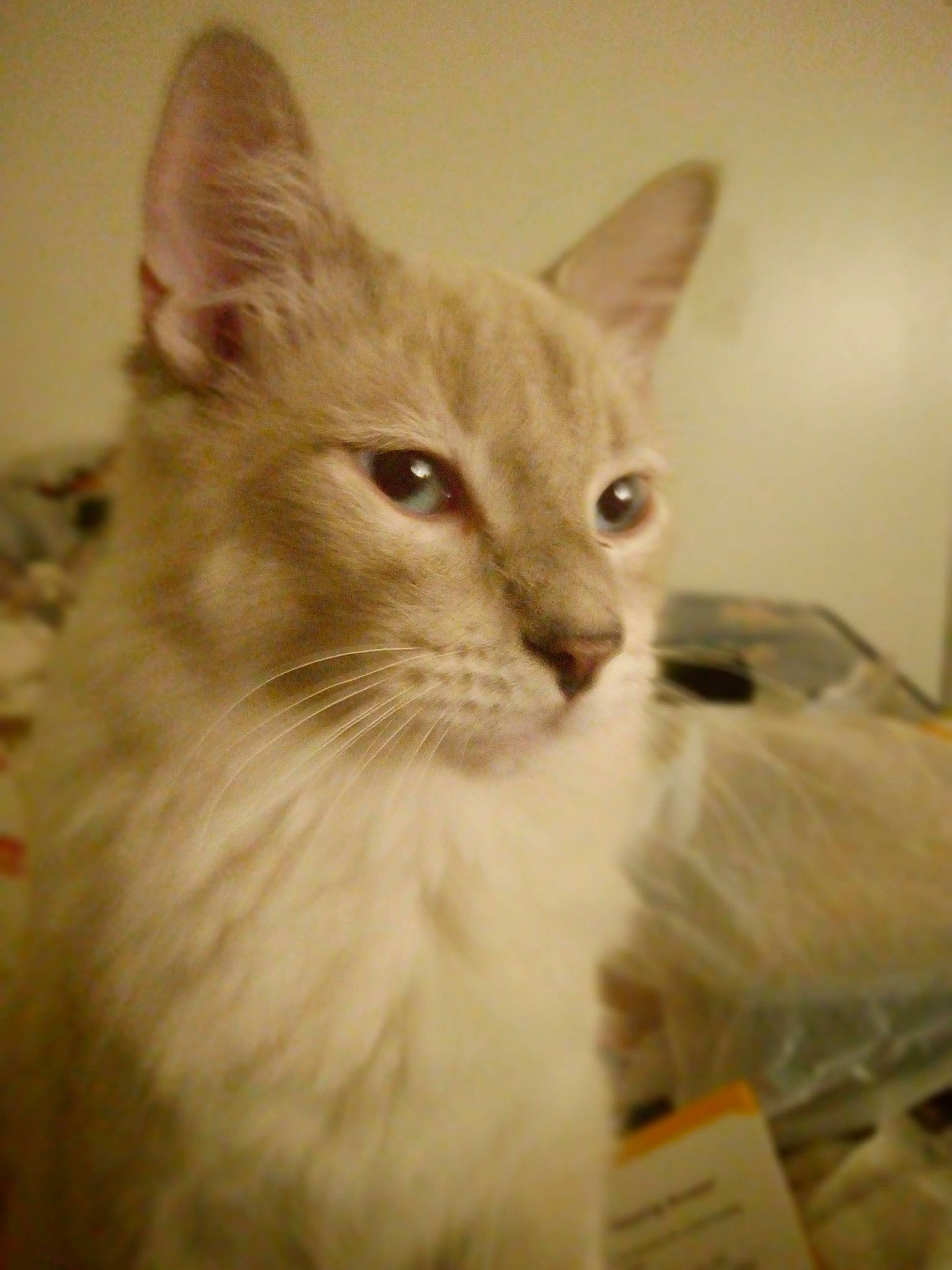 Fatso is registered to the contest to win money with this photo: carnivore, cat, domestic_short_haired_cat, eye, fawn, felidae, fur, small_to_medium_sized_cats, snout, terrestrial_animal, whiskers, working_animal