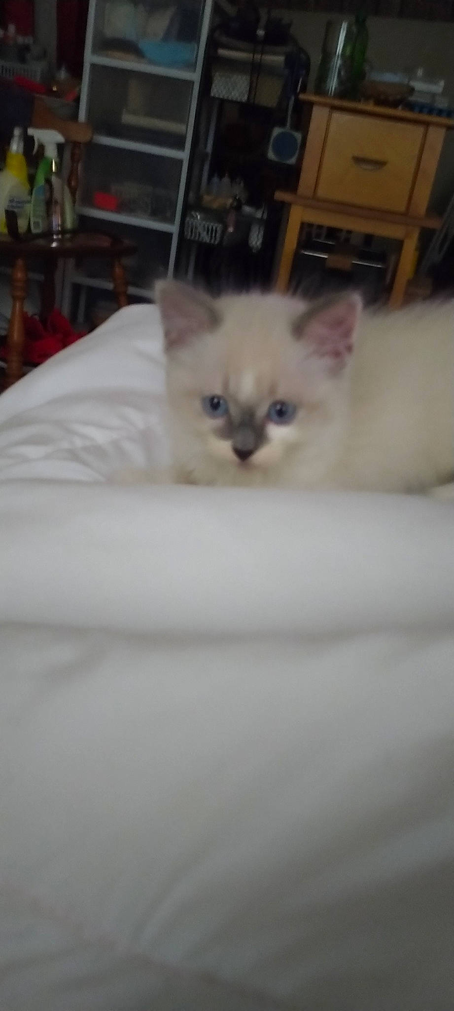 Baby joined the competition — help win amazing prizes! carnivore, cat, claw, comfort, domestic_short_haired_cat, eye, fang, fawn, felidae, fur, head, iris, paw, small_to_medium_sized_cats, snout, tail, terrestrial_animal, whiskers