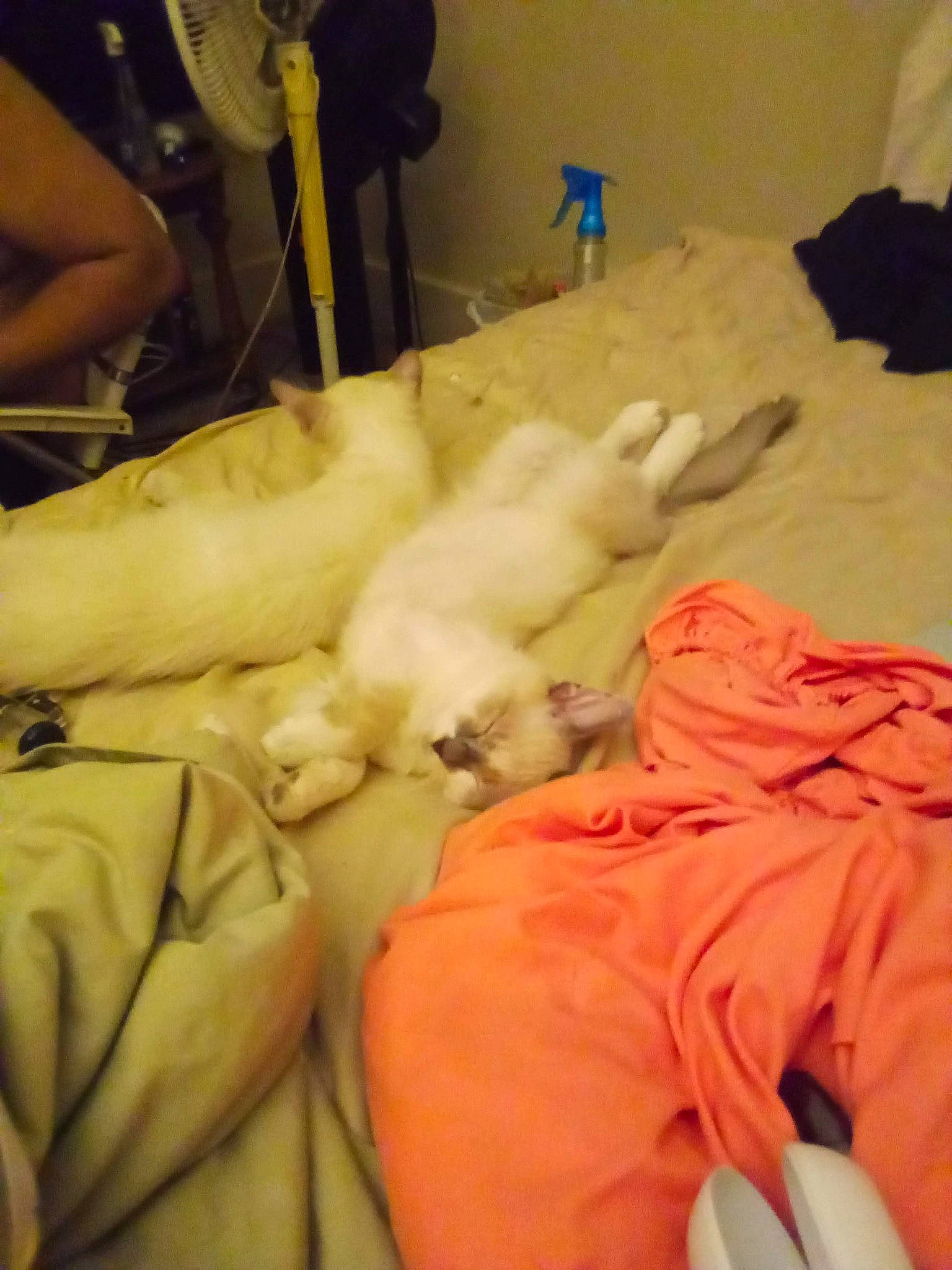 Baby joined the competition — help win amazing prizes! canidae, carnivore, comfort, companion_dog, event, felidae, flesh, fur, medical_procedure, nap, room, safety_glove, service, sleep, small_to_medium_sized_cats, sporting_group, wrist