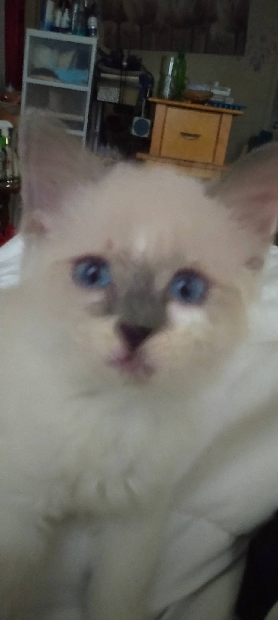 Baby is registered to the contest to win money with this photo: balinese, birman, carnivore, cat, fawn, felidae, fur, iris, ragdoll, siamese, small_to_medium_sized_cats, snout, terrestrial_animal, thai, whiskers