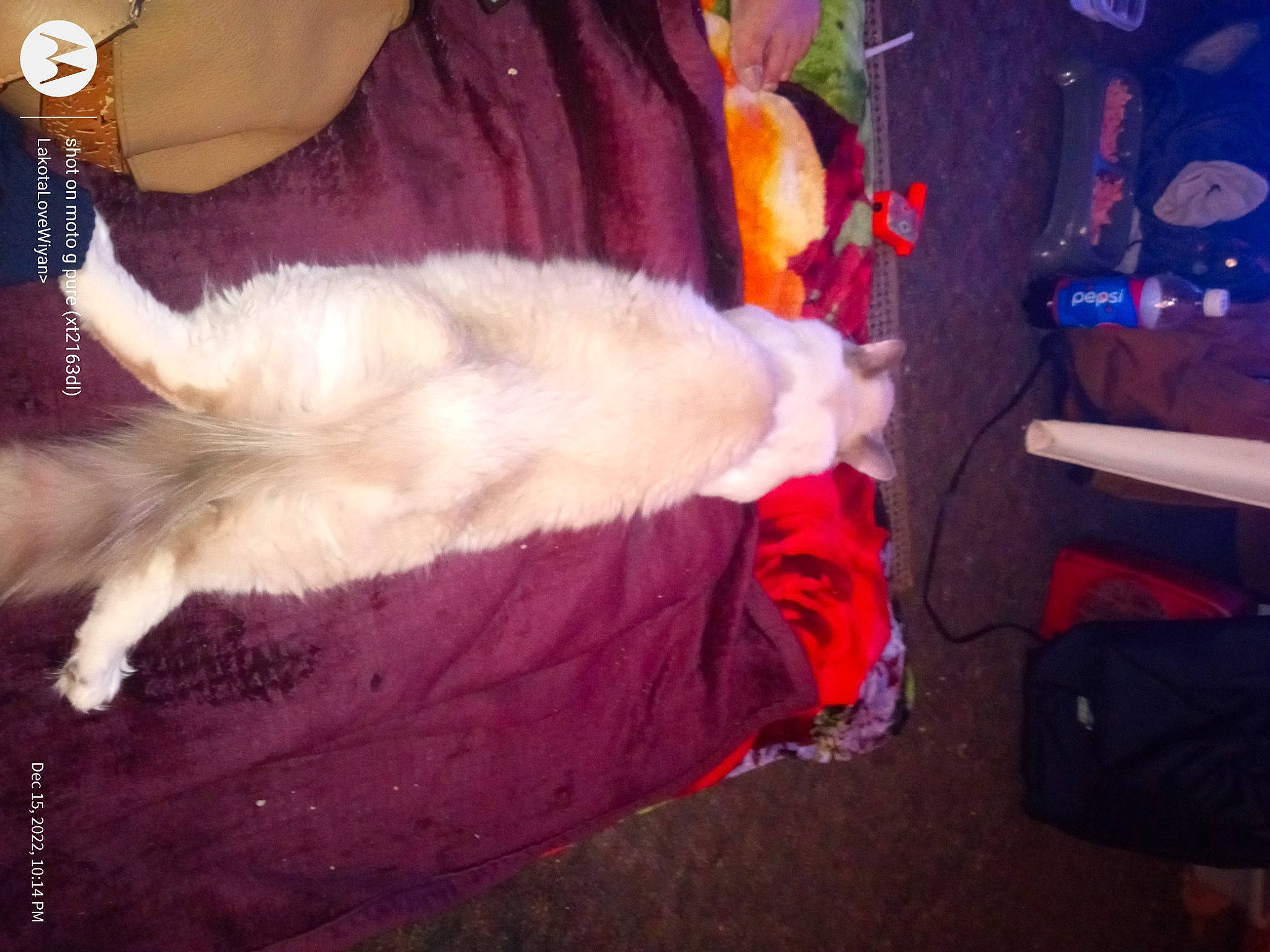 Baby is registered to the contest to win money with this photo: carmine, cat, claw, comfort, companion_dog, dog_breed, event, felidae, fur, human_leg, jewellery, lap, linens, magenta, paw, room, small_to_medium_sized_cats, tail, whiskers