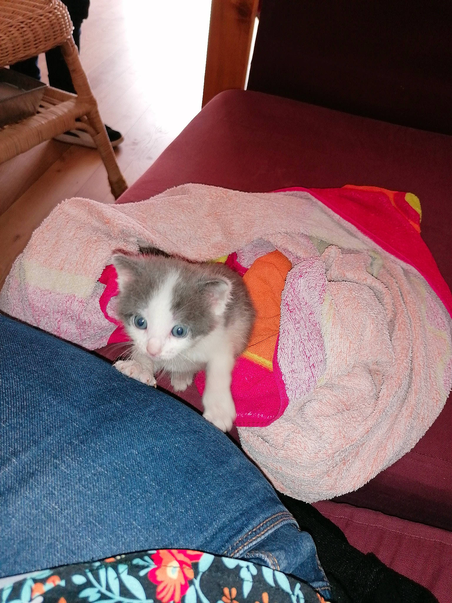 Comète participe au concours pour gagner de l'argent avec cette photo : carnivore, cat, comfort, companion_dog, domestic_short_haired_cat, fawn, felidae, fur, hamster, lap, linens, mouse, muroidea, mustelidae, pattern, pink, rodent, small_to_medium_sized_cats, tail, whiskers