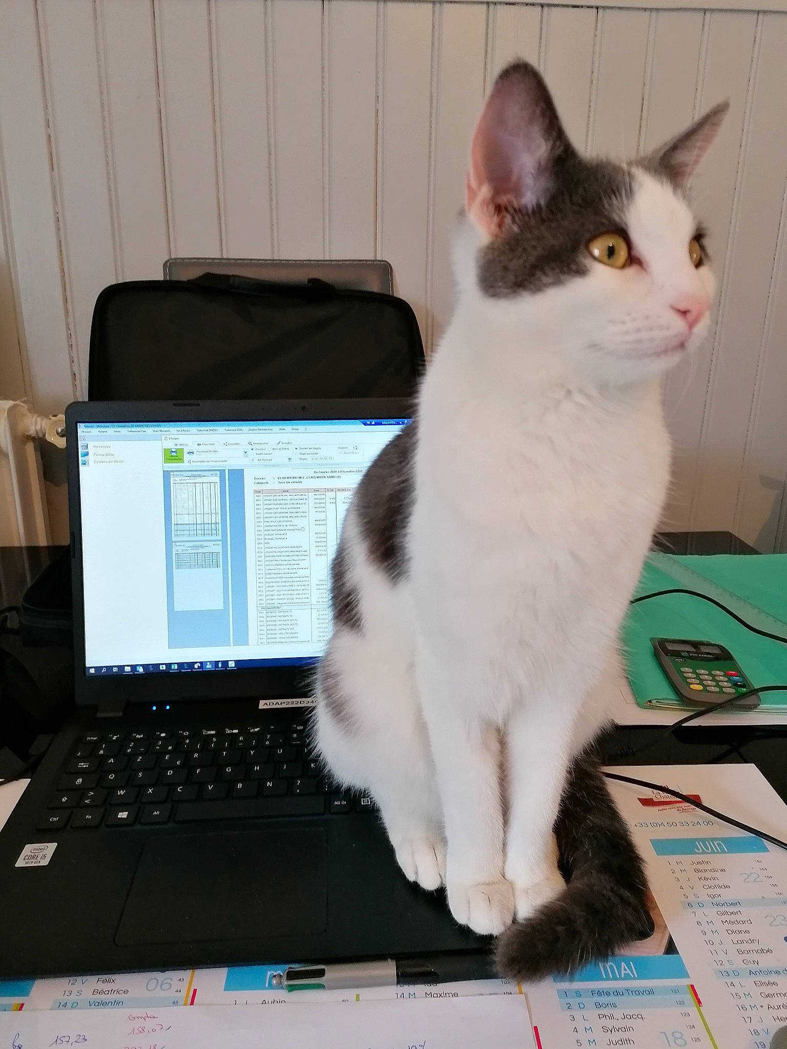 Comète a rejoint le concours — aidez-le/la à gagner de superbes lots ! carnivore, cat, computer, computer_hardware, computer_keyboard, felidae, input_device, laptop, mouse, netbook, office_equipment, office_supplies, output_device, peripheral, personal_computer, small_to_medium_sized_cats, space_bar, tail, touchpad, whiskers