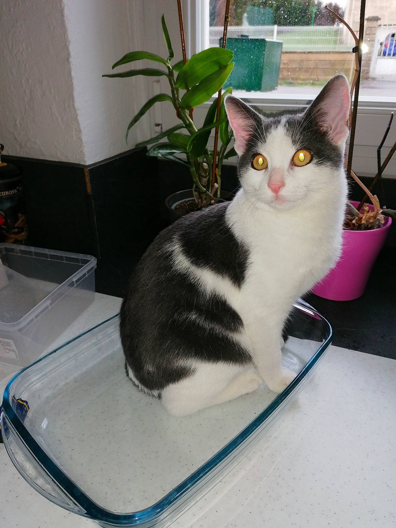 Comète a rejoint le concours — aidez-le/la à gagner de superbes lots ! carnivore, cat, chair, comfort, domestic_short_haired_cat, felidae, flooring, flowerpot, fur, houseplant, paw, plant, sitting, small_to_medium_sized_cats, table, tail, whiskers, window