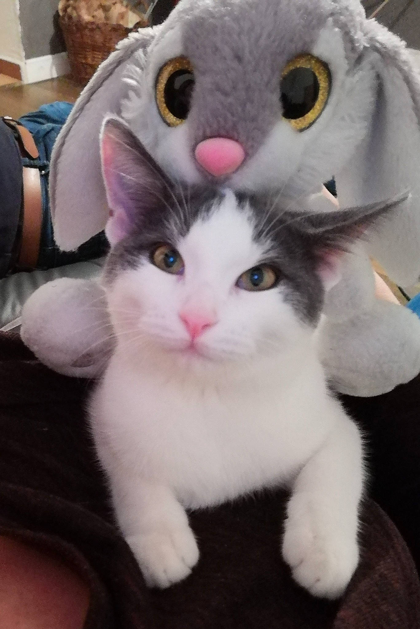 Comète participe au concours pour gagner de l'argent avec cette photo : art, bag, carnivore, cat, claw, domestic_short_haired_cat, fawn, felidae, fur, luggage_and_bags, paw, small_to_medium_sized_cats, snout, tail, whiskers