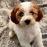Willow is registered to the contest to win money with this photo: puppy, dog, curly_fur, white_fur, brown_fur, pet, indoor, carpet, cute, small_dog, animal, young_dog, fluffy, tail, sitting, looking_up, friendly, adorable, companion, domestic_pet