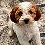puppy, dog, curly_fur, white_fur, brown_fur, pet, indoor, carpet, cute, small_dog, animal, young_dog, fluffy, tail, sitting, looking_up, friendly, adorable, companion, domestic_pet