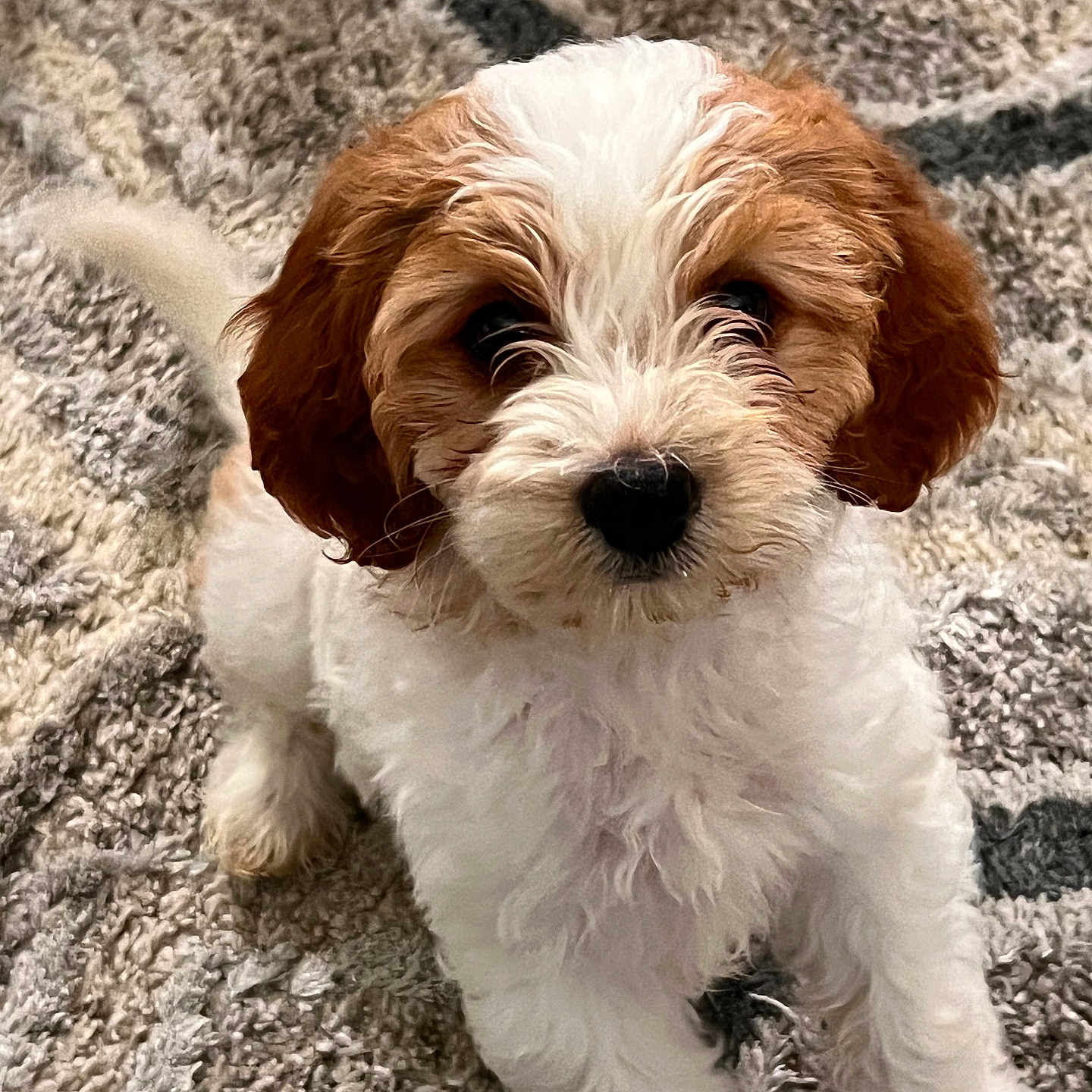 Willow is registered to the contest to win money with this photo: adorable, animal, brown_fur, carpet, companion, curly_fur, cute, dog, domestic_pet, fluffy, friendly, indoor, looking_up, pet, puppy, sitting, small_dog, tail, white_fur, young_dog
