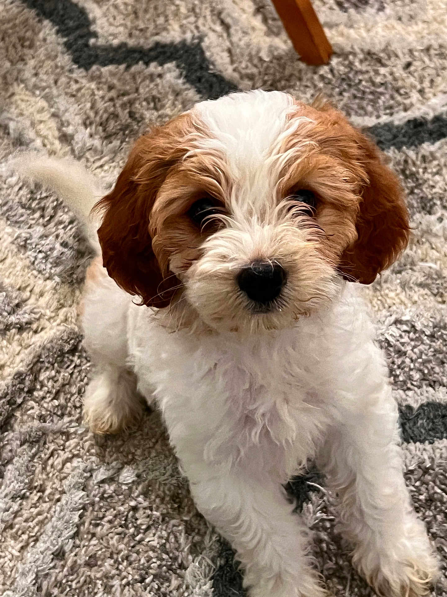 Willow