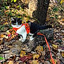 kitten, cat, black_and_white, orange_harness, log, tree_trunk, autumn_leaves, forest_floor, outdoor, nature, curious, fluffy, small_animal, fall, leaf_litter, sunlight, exploration, animal_leash, wildlife, pet