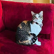 Foxy joined the competition — help win amazing prizes! cat, tabby, sitting, red_couch, indoor, pet, feline, collar, fur, whiskers, cute, animal, domestic, comfortable, resting, alert, cozy, household, portrait, side_view