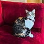cat, tabby, sitting, red_couch, indoor, pet, feline, collar, fur, whiskers, cute, animal, domestic, comfortable, resting, alert, cozy, household, portrait, side_view