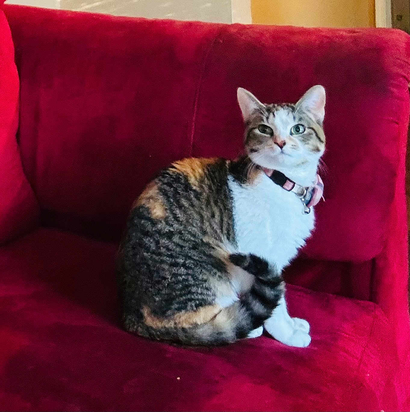 Foxy joined the competition — help win amazing prizes! cat, tabby, sitting, red_couch, indoor, pet, feline, collar, fur, whiskers, cute, animal, domestic, comfortable, resting, alert, cozy, household, portrait, side_view