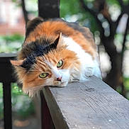 Mogwai is registered to the contest to win money with this photo: animal, blurred_background, calico_cat, cat, closeup, daylight, ears, feline, fluffy, fur, greenery, lazy, nature, outdoor, pet, portrait, relaxed, resting, whiskers, wooden_railing