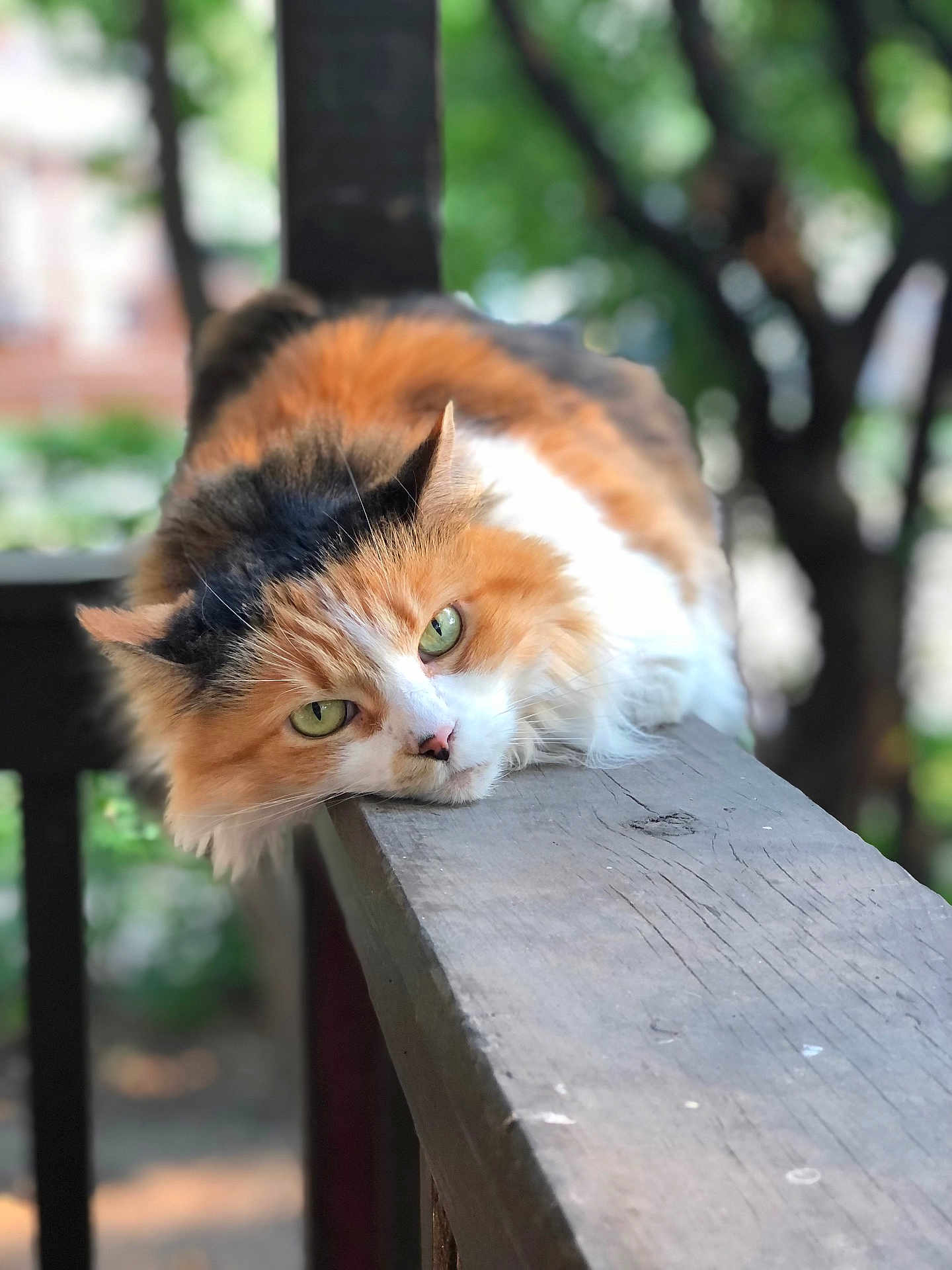 Mogwai