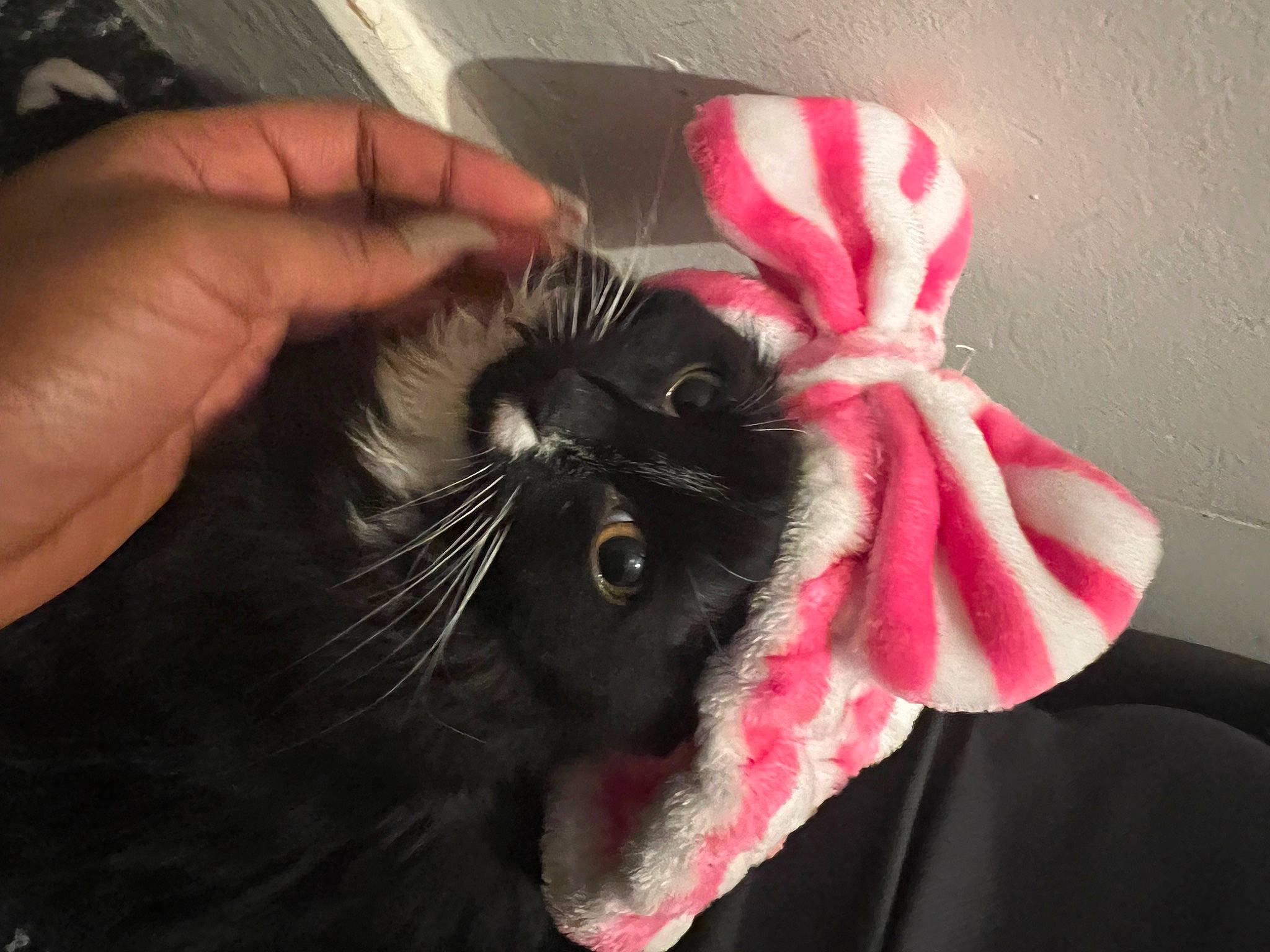 Harmony joined the competition — help win amazing prizes! carmine, carnivore, cat, claw, comfort, fashion_accessory, felidae, finger, foot, fur, gesture, magenta, nail, paw, petal, plant, small_to_medium_sized_cats, snout, thumb, whiskers