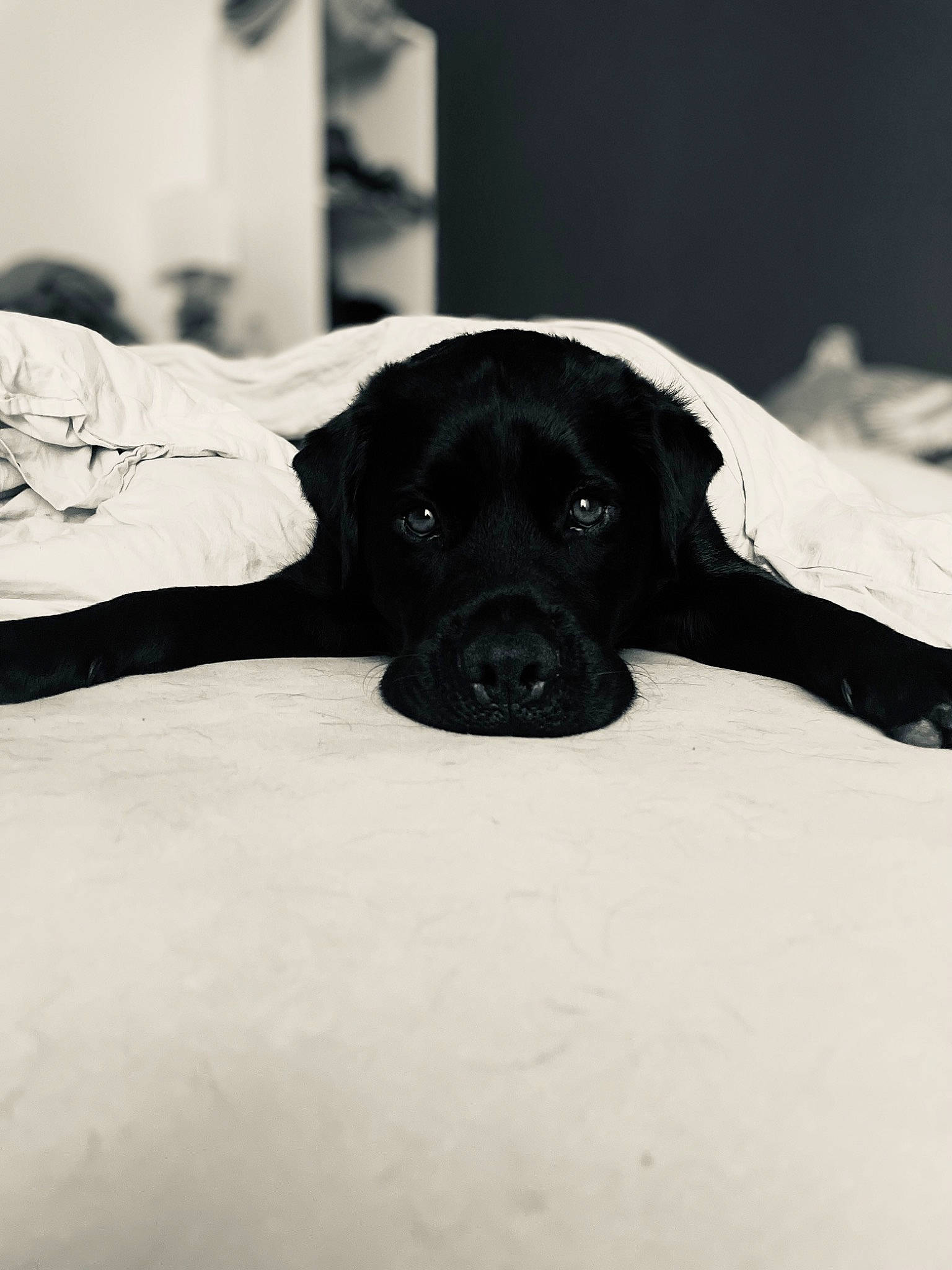 Pedro participe au concours pour gagner de l'argent avec cette photo : canidae, carnivore, comfort, companion_dog, dog, dog_breed, fur, guard_dog, monochrome, monochrome_photography, non_sporting_group, pet_supply, sitting, snout, snow, sporting_group, terrestrial_animal, tints_and_shades, winter, working_animal