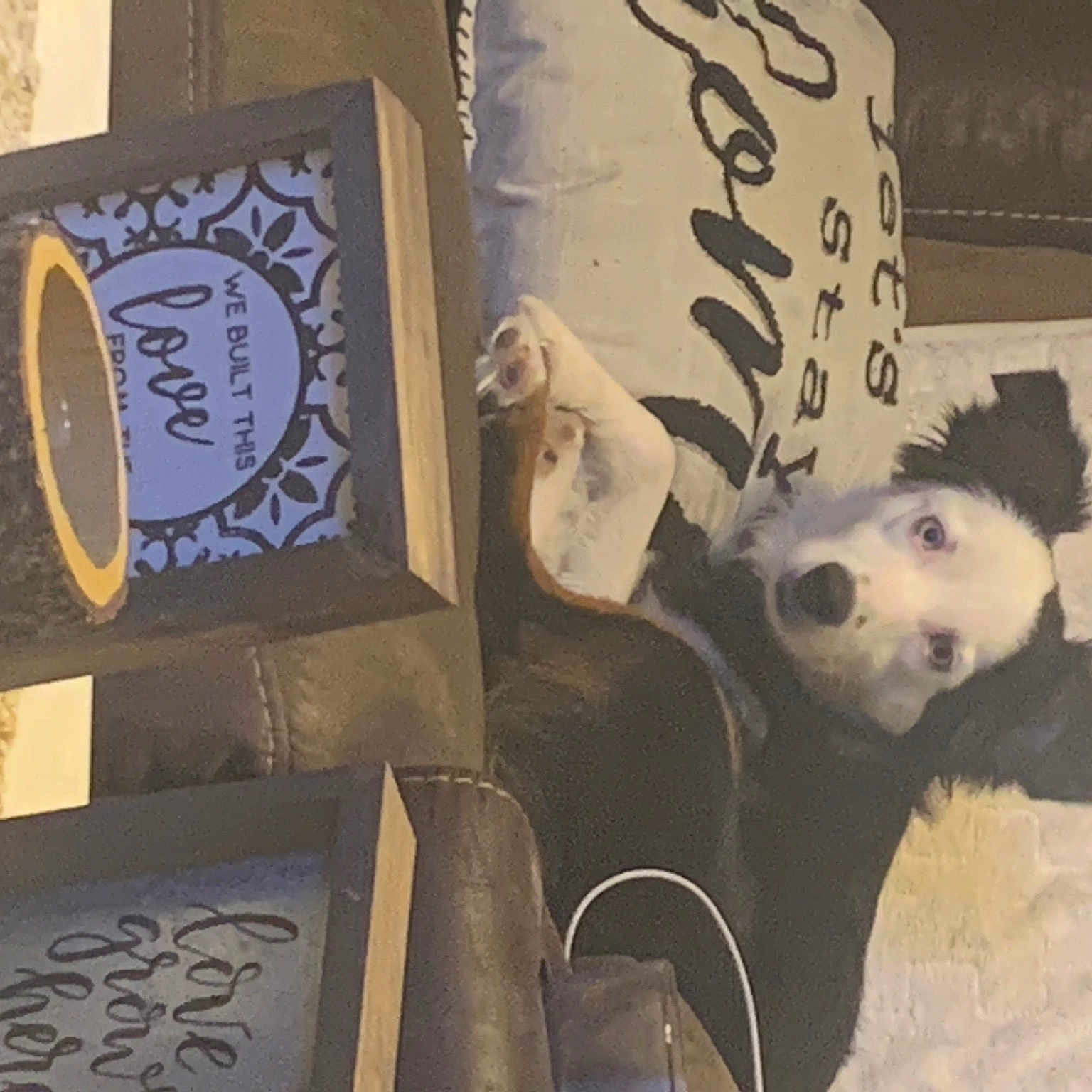 Oreo joined the competition — help win amazing prizes! art, carnivore, comfort, companion_dog, couch, dog, dog_breed, felidae, font, fur, handwriting, linens, pillow, room, terrestrial_animal, toy, visual_arts, whiskers, wood, working_animal