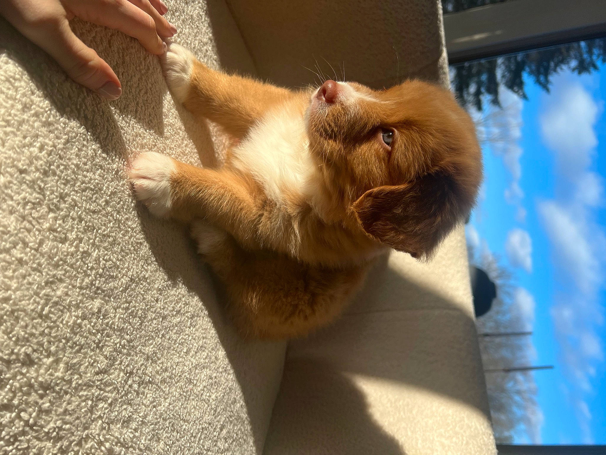 Remi is registered to the contest to win money with this photo: carnivore, cat, claw, cloud, companion_dog, dog_breed, domestic_short_haired_cat, fawn, felidae, foot, fur, gesture, human_leg, nail, paw, small_to_medium_sized_cats, snout, tail, toe, whiskers