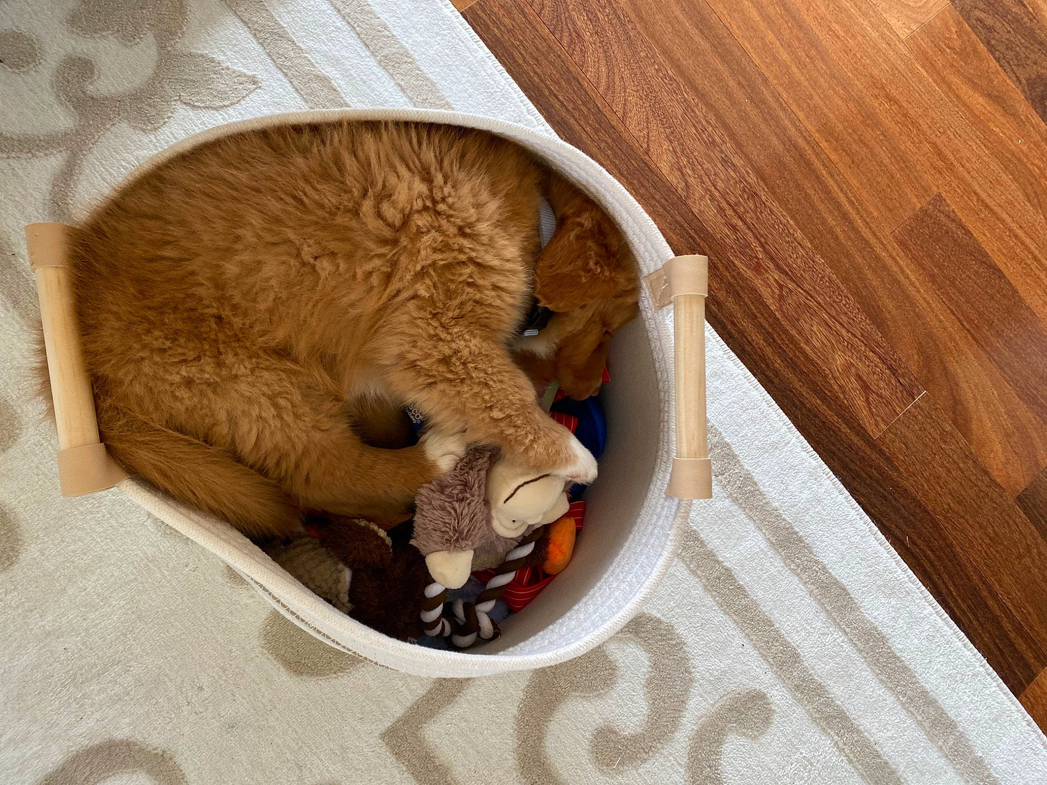 Remi is registered to the contest to win money with this photo: carnivore, cat, cat_supply, comfort, domestic_short_haired_cat, fawn, felidae, fur, hardwood, mustelidae, paw, pet_supply, rodent, small_animal_food, small_to_medium_sized_cats, snout, tail, vertebrate, whiskers, wood