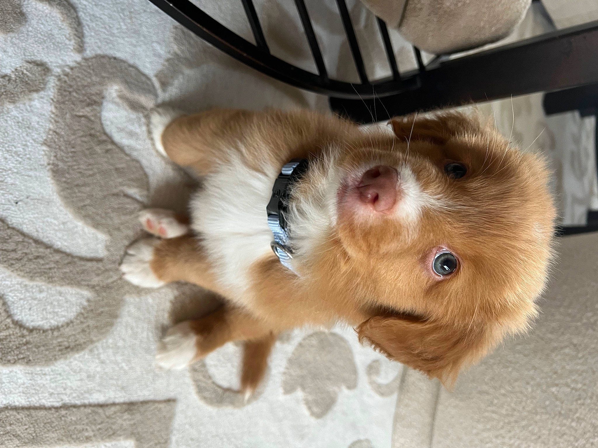 Remi is registered to the contest to win money with this photo: canidae, carnivore, claw, companion_dog, dog_breed, fawn, felidae, flooring, fur, liver, paw, small_to_medium_sized_cats, snout, sporting_group, tail, whiskers, working_animal