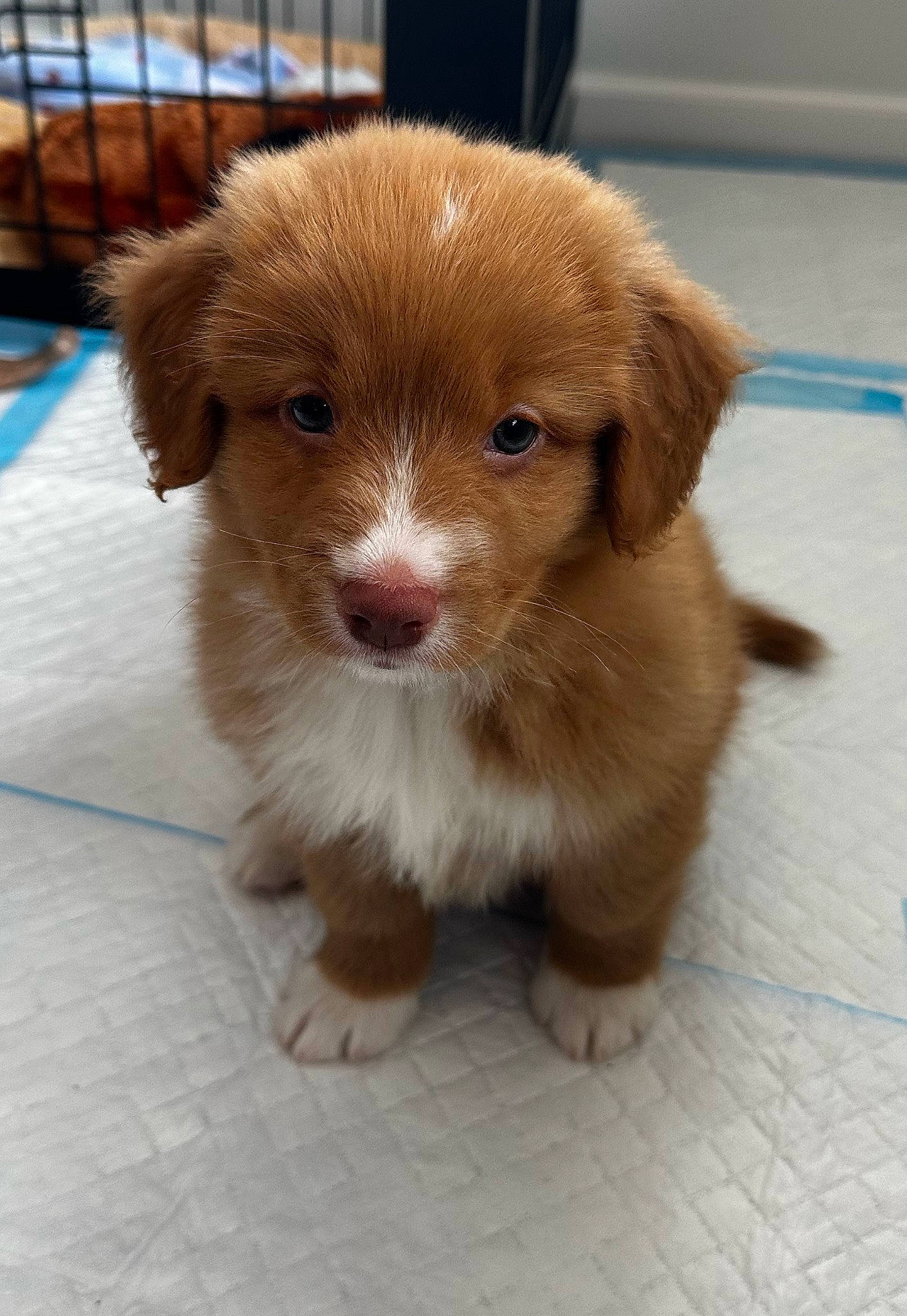 Remi joined the competition — help win amazing prizes! canidae, carnivore, companion_dog, dog, dog_breed, flooring, fur, liver, pet_supply, puppy, snout, sporting_group, terrestrial_animal, whiskers, working_animal