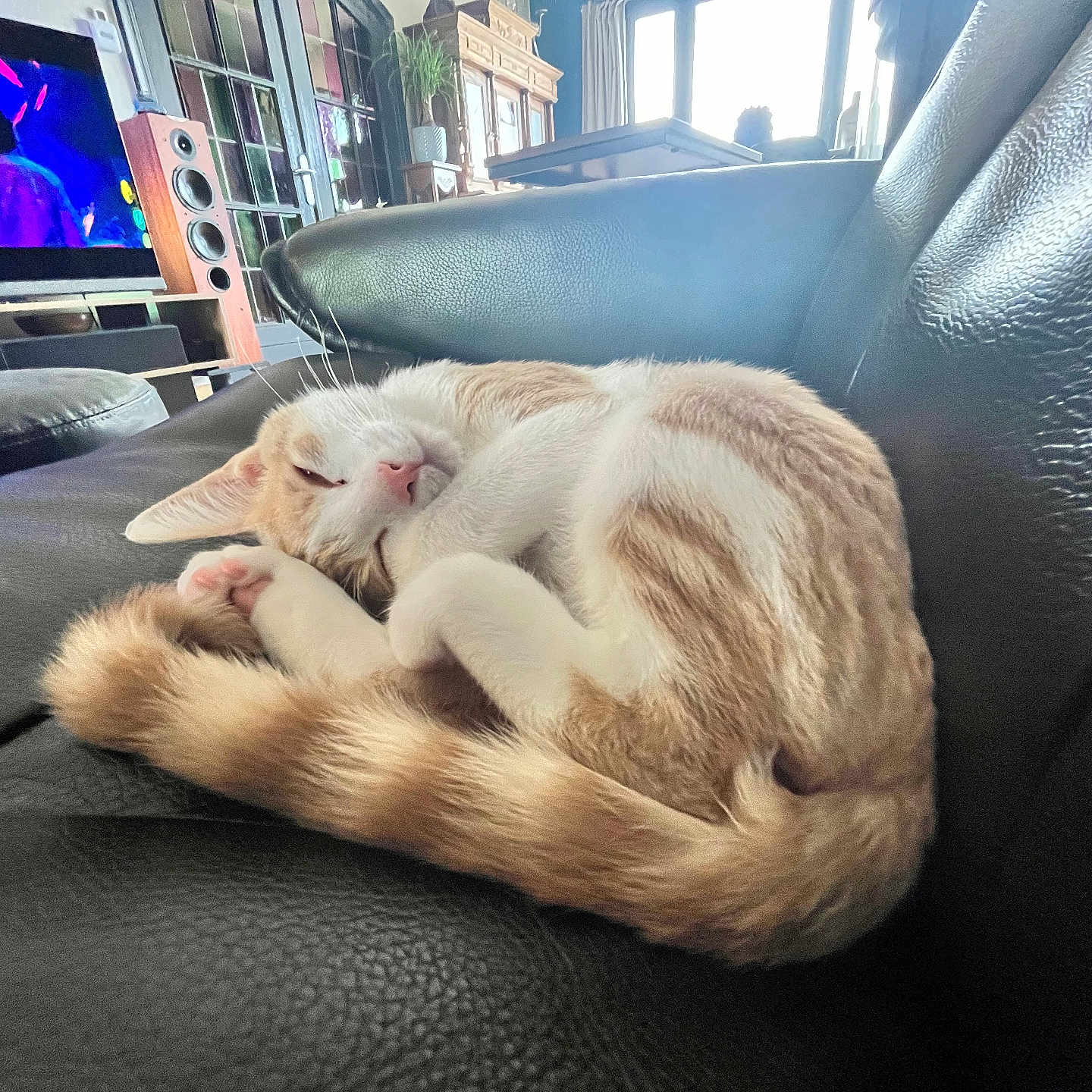 Oslo a rejoint le concours — aidez-le/la à gagner de superbes lots ! cat, couch, cozy, curled_up, daylight, fur, furniture, home, indoor, leather, living_room, pet, pink_nose, relaxed, sleeping, speaker, tail, television, whiskers, window