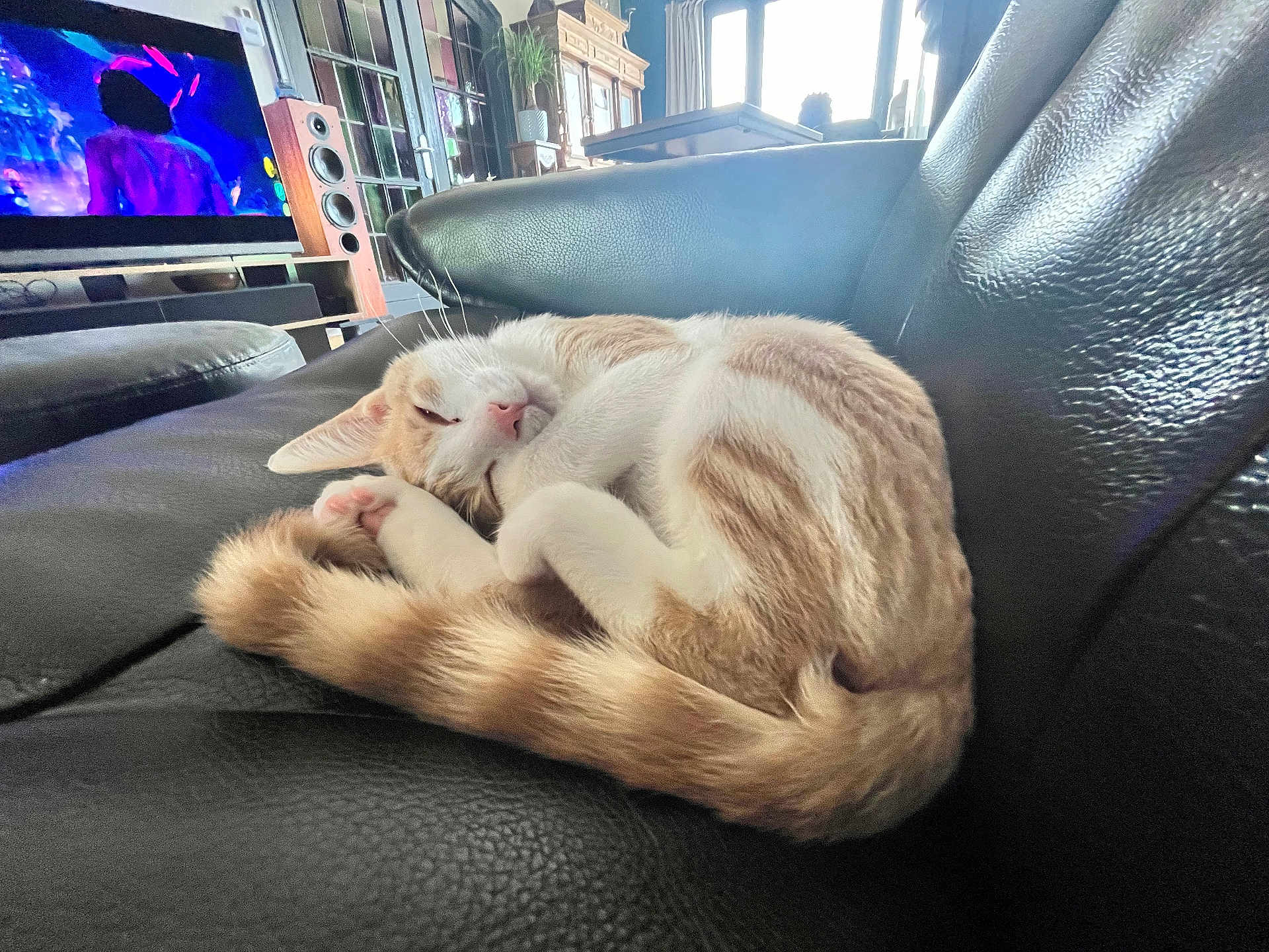 Oslo a rejoint le concours — aidez-le/la à gagner de superbes lots ! cat, sleeping, curled_up, fur, tail, couch, leather, living_room, furniture, television, speaker, indoor, pet, cozy, relaxed, whiskers, pink_nose, window, daylight, home