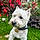 Milou