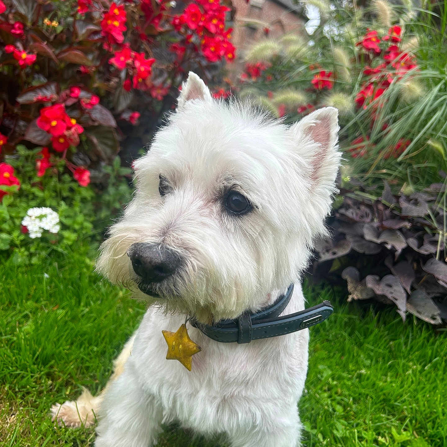 Milou participe au concours pour gagner de l'argent avec cette photo : animal, canine, collar, cute, dog, flower, fur, garden, grass, greenery, nature, outdoor, pet, plant, portrait, red_flower, sitting, small_dog, star_tag, white_dog
