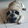 animal, black_nose, companion, cute, dog, domestic, ears, expression, face, floor, indoor, lying_down, paws, pet, pug, relaxed, resting, short_fur, tile, wrinkles