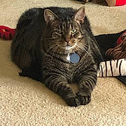 Sheba is registered to the contest to win money with this photo: cat, tabby, pet, indoor, carpet, toy, blanket, feline, animal, whiskers, paws, collar, relaxed, cute, mammal, domestic, fur, laying, resting, home