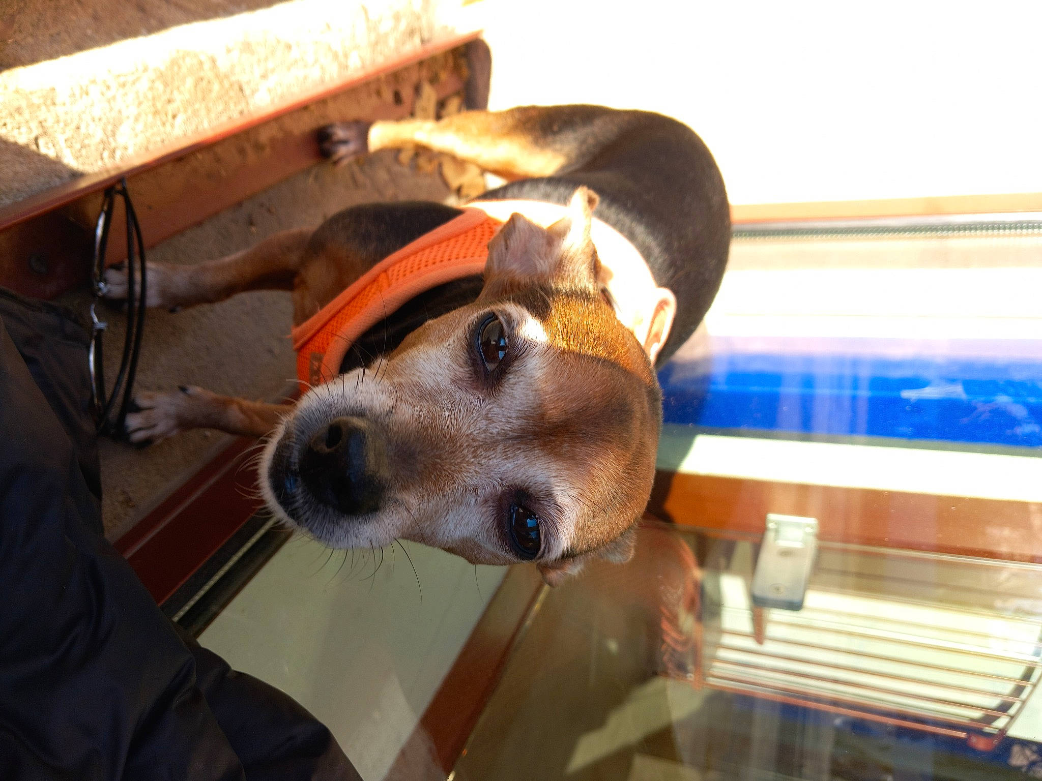 Lilie a rejoint le concours — aidez-le/la à gagner de superbes lots ! canidae, carnivore, collar, comfort, companion_dog, dog, dog_breed, fashion_accessory, fawn, flooring, hardwood, hat, non_sporting_group, personal_protective_equipment, plywood, selfie, sporting_group, whiskers, wood, working_animal