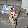animal, celebration, colorful, couch, cozy, cute, dog, fur, gray_leather, home, indoor, living_room, looking_at_camera, party_hat, pet, pillow, relaxed, seated, small_dog, spot_pattern