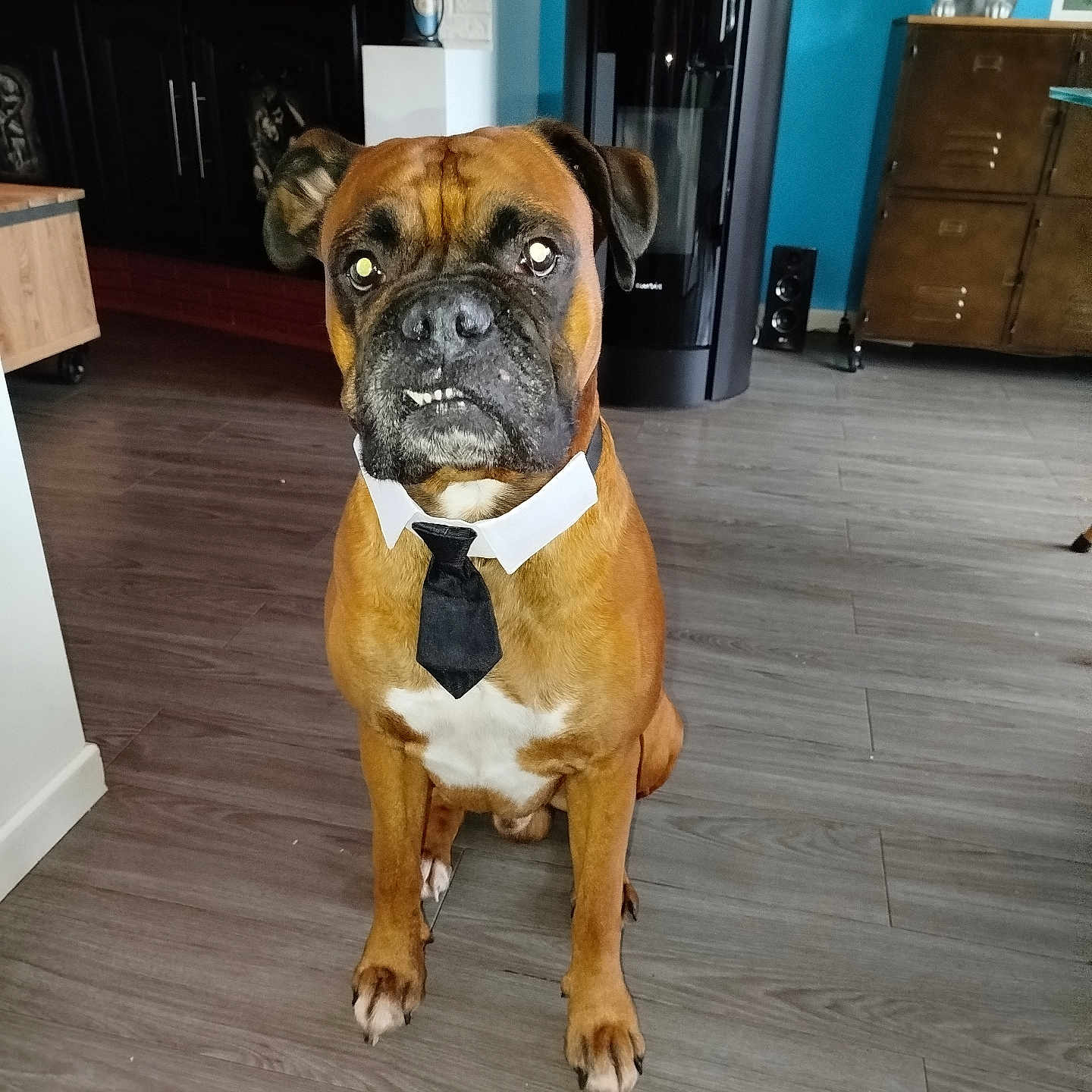 Sparky participe au concours pour gagner de l'argent avec cette photo : accessories, animal, boxer, bulldog, cabinet, canine, dog, electronics, formalwear, frenchbulldog, furniture, hardwood, indoors, interiordesign, pet, pitbull, plywood, speaker, tie, wood