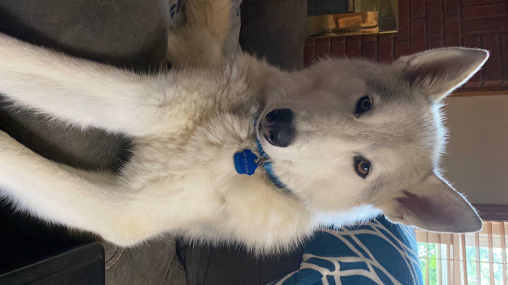 Raider joined the competition — help win amazing prizes! canidae, canis, carnivore, companion_dog, dog, dog_breed, fawn, felidae, fur, paw, puppy, samoyed, small_to_medium_sized_cats, snout, spitz, sporting_group, terrestrial_animal, whiskers, wolf, working_animal