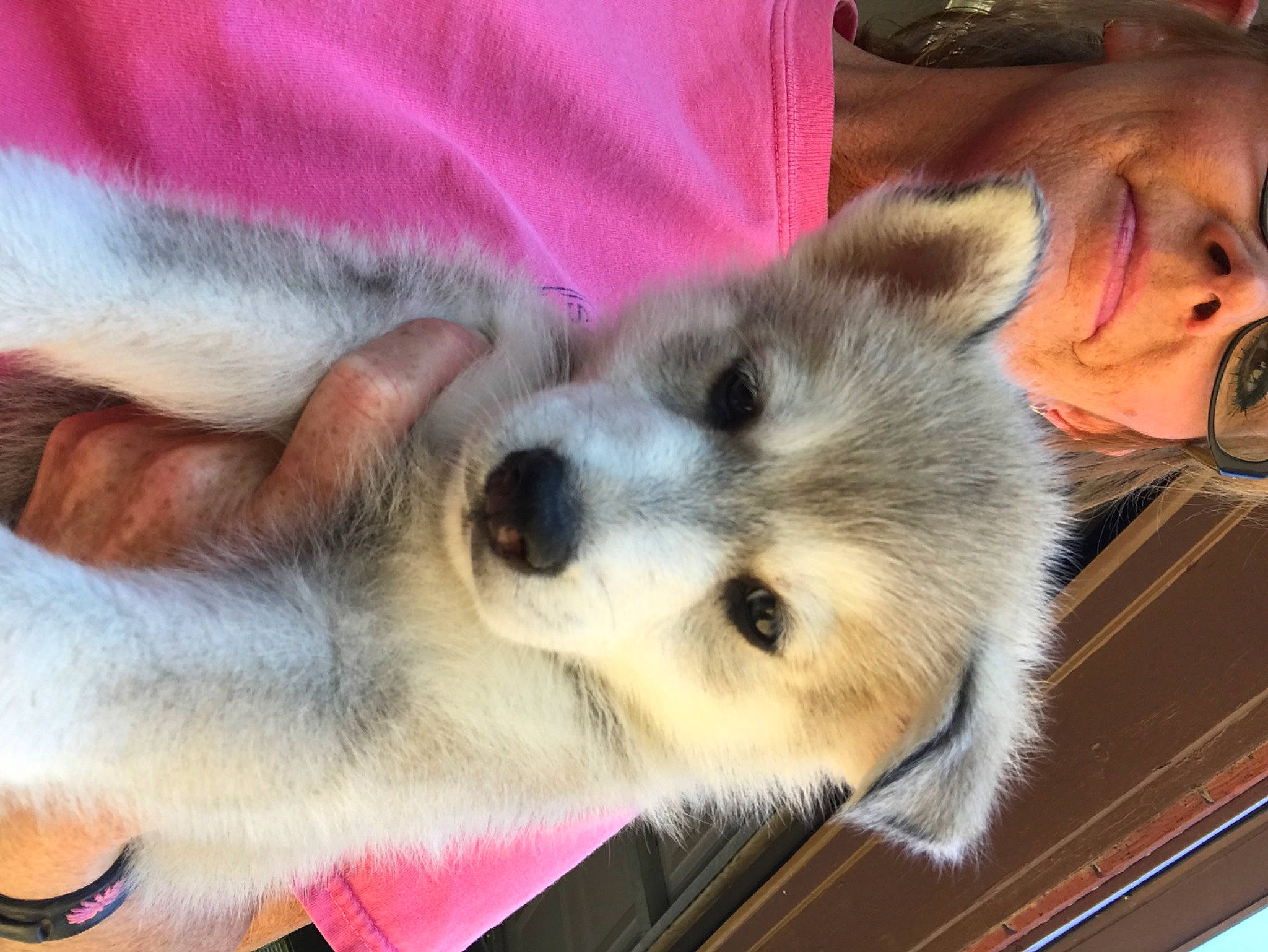 Raider is registered to the contest to win money with this photo: canidae, carnivore, claw, companion_dog, dog, dog_breed, fawn, felidae, fur, marsupial, non_sporting_group, paw, procyonidae, puppy, small_to_medium_sized_cats, snout, sporting_group, terrestrial_animal, whiskers, wildlife