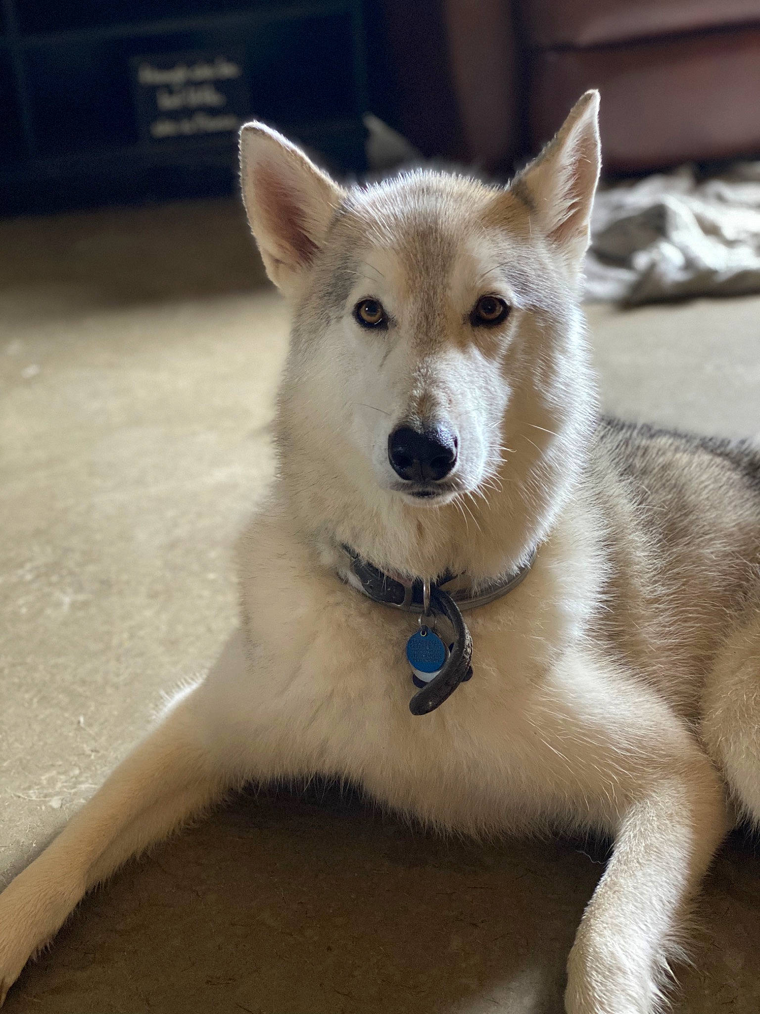 Raider is registered to the contest to win money with this photo: ancient_dog_breeds, canidae, carnivore, collar, companion_dog, dog, dog_breed, eye, fawn, fur, non_sporting_group, paw, snout, sporting_group, tail, terrestrial_animal, whiskers, wildlife, working_animal