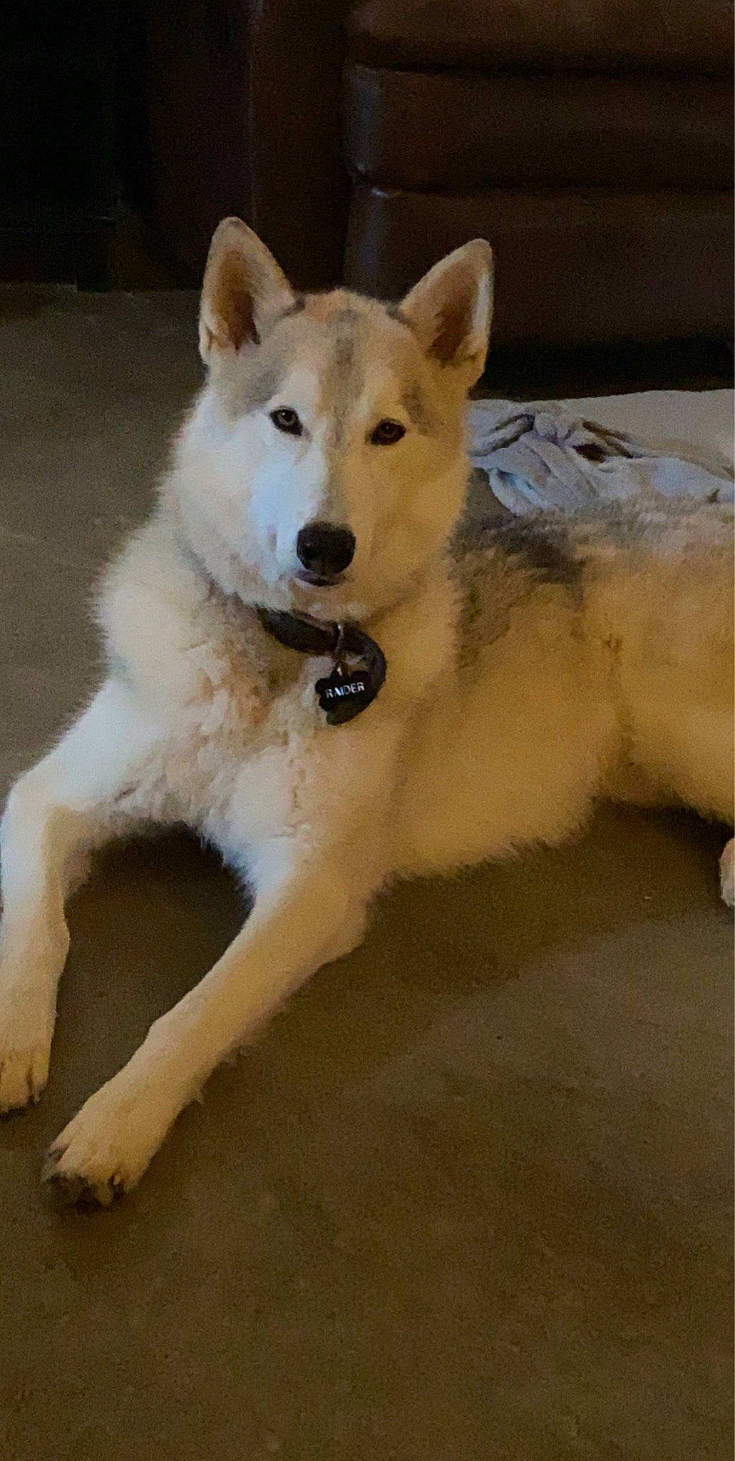 Raider is registered to the contest to win money with this photo: ancient_dog_breeds, arctic, canidae, carnivore, companion_dog, dog, dog_breed, fawn, freezing, fur, non_sporting_group, snout, sporting_group, tail, terrestrial_animal, wildlife, working_animal, working_dog