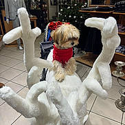 Teddy a rejoint le concours — aidez-le/la à gagner de superbes lots ! animal, christmas_tree, clothing, curious, cute, decoration, dog, fabric, furry, holiday, indoor, mannequin, pet, portrait, red_sweater, shelf, shopping, store, tile_floor, white_sculpture